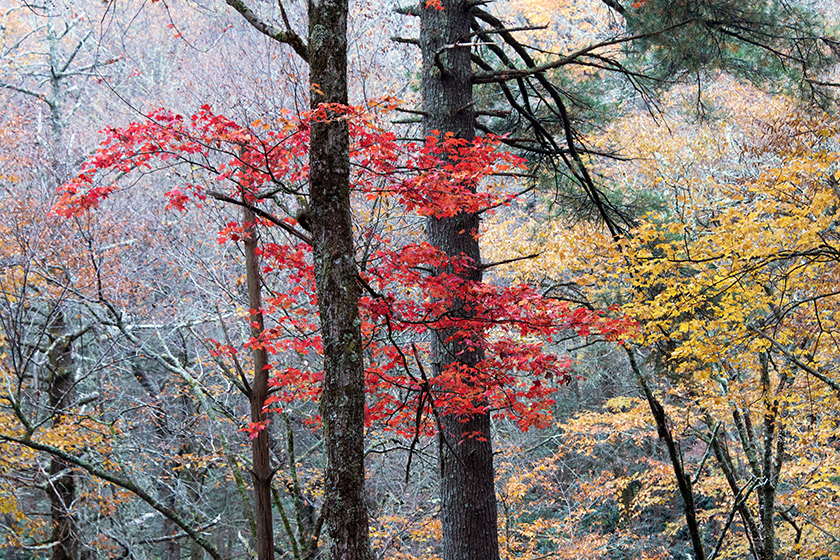 Every once in a while, one is treated to color bursts