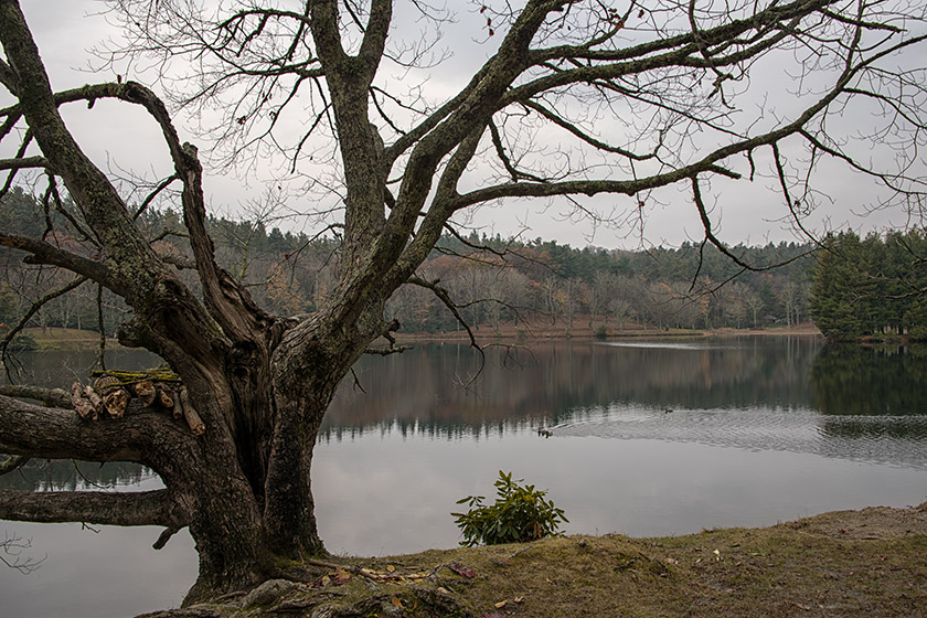 Some trees are completely barren already