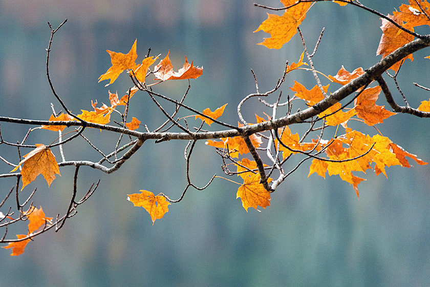 Some leaves are still hanging on...