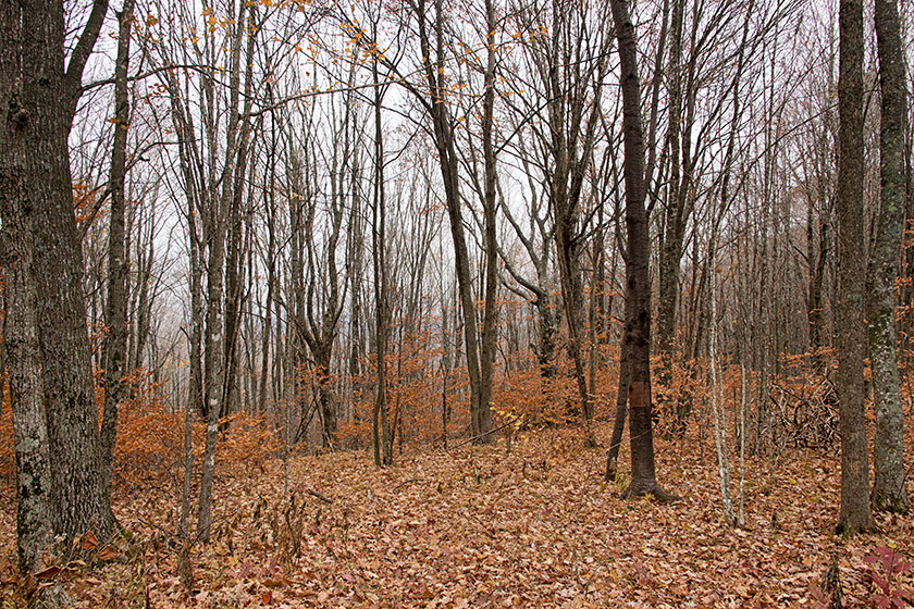 At the Elk Knob State Park