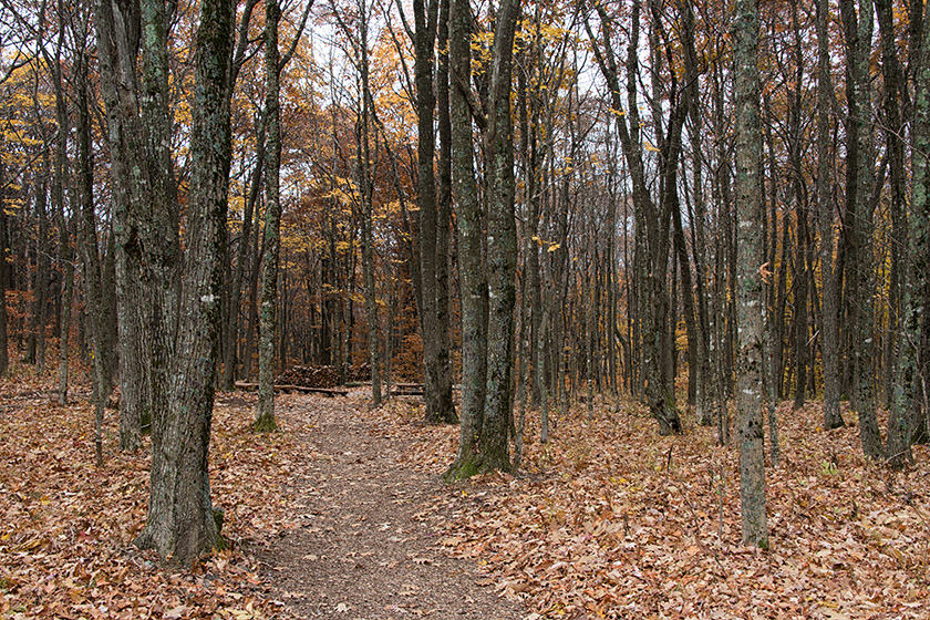 Most of the leaves are on the ground already