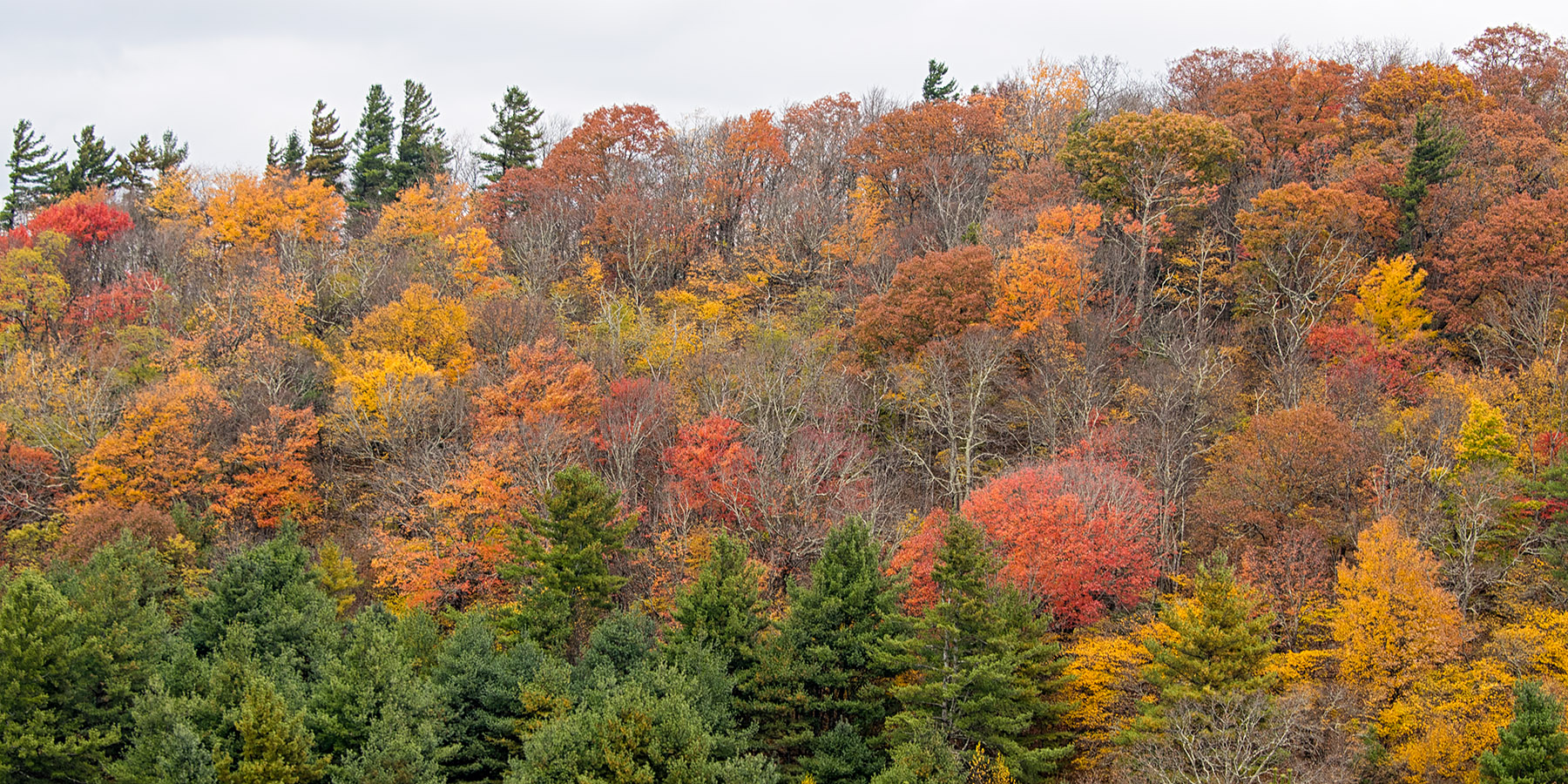 A variety of colors