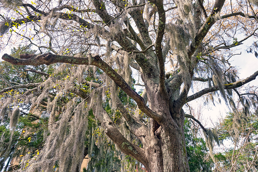 Spanish moss is a common sight in New Bern