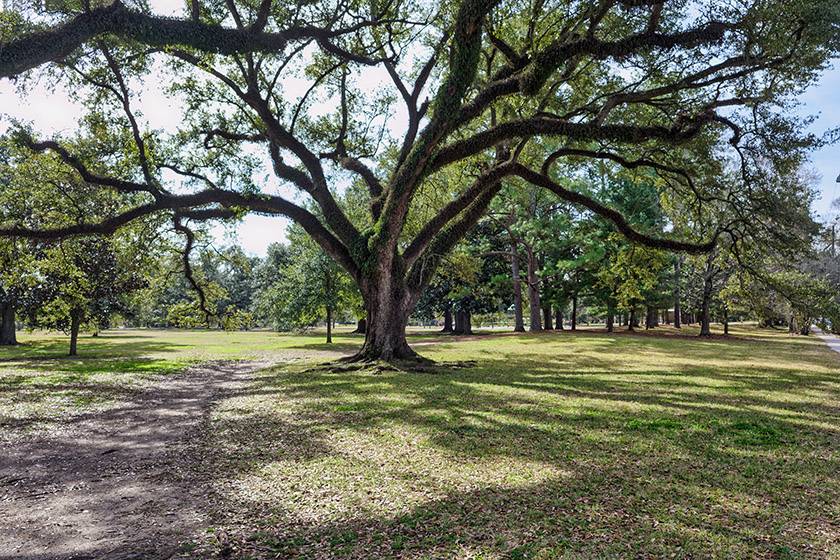 Entering Audubon Park by the Walnut Street streetcar stop