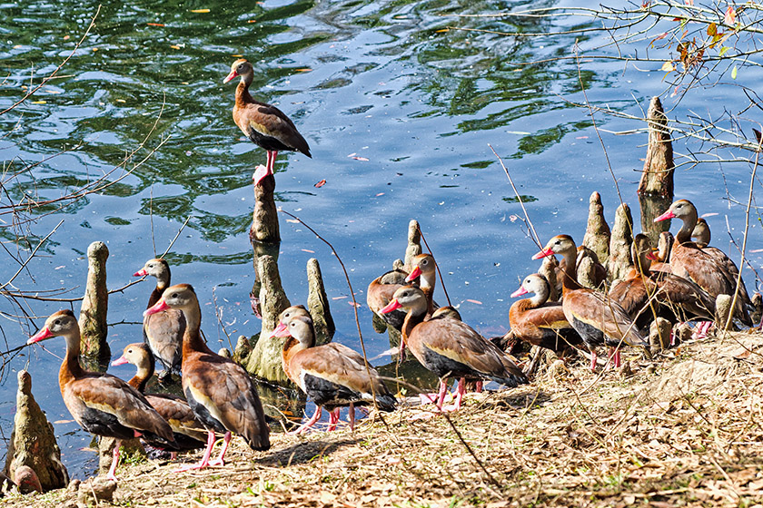 Black-bellied whistling ducks