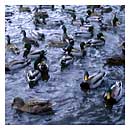 Duck pond
