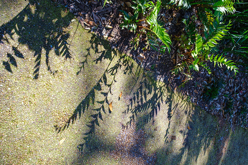Plants and shadows