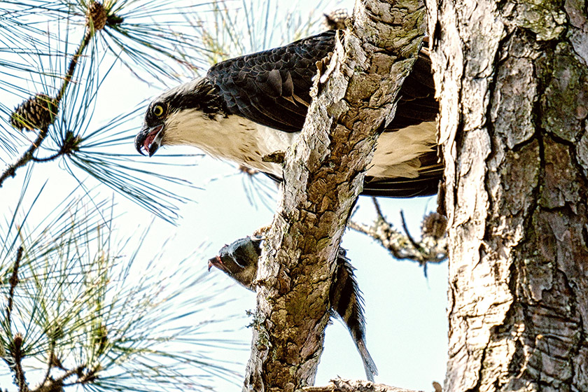 An osprey sitting in a tree with a fish caught moments earlier