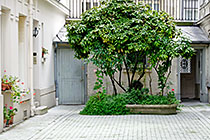 Neuilly backyard