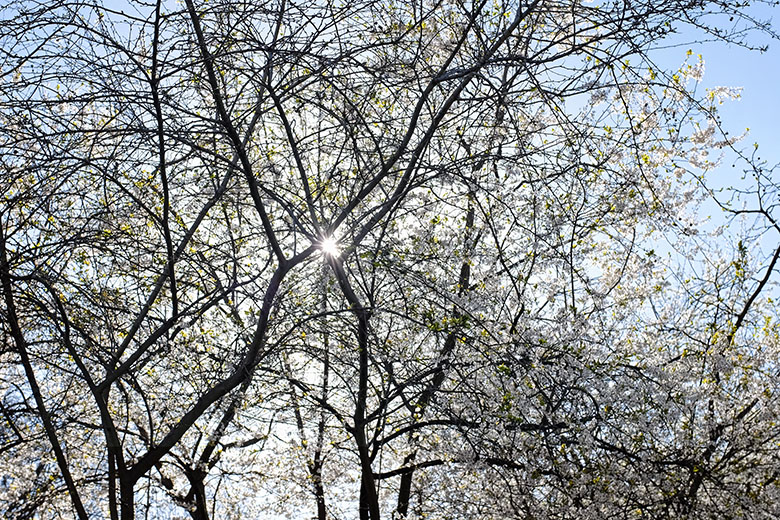 In the gardens of the 'Musée National du Moyen Age'