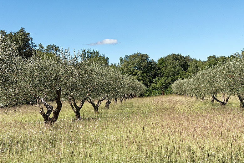 An olive grove