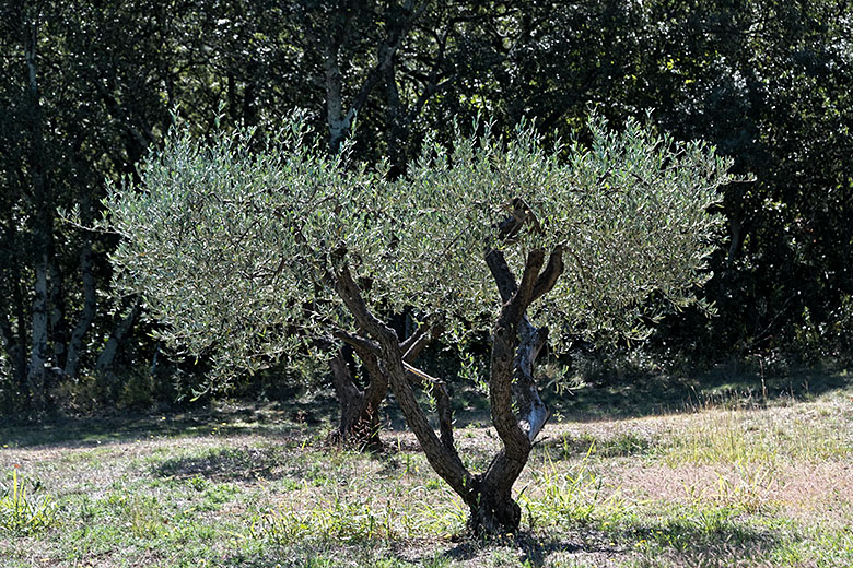 A stately olive tree