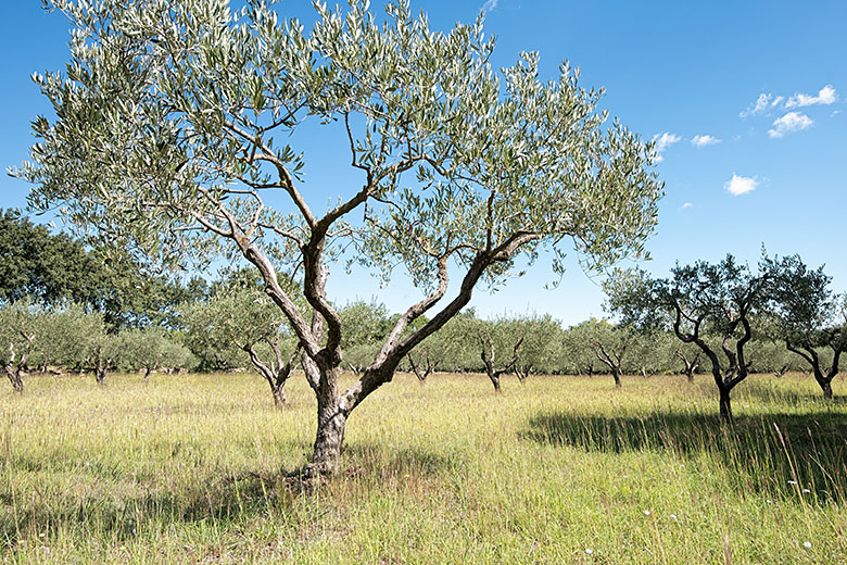 No two olive trees are alike