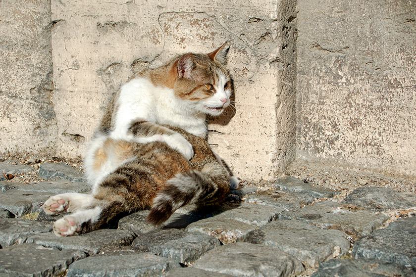 Exhausted Roman cat