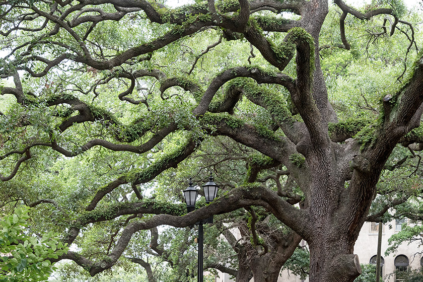 Iconic Southern Live Oaks in Reynolds Square