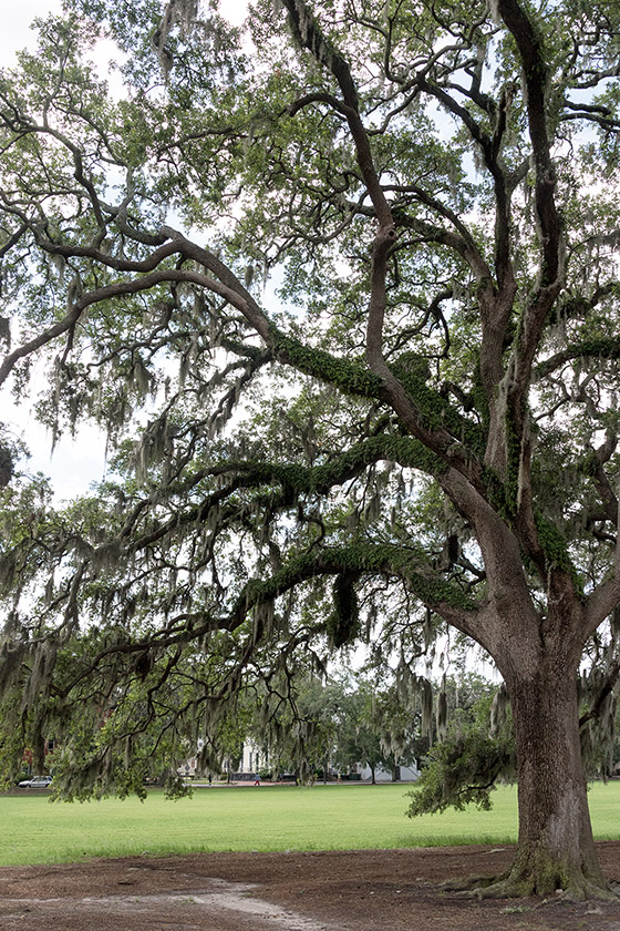 In Forsyth Park