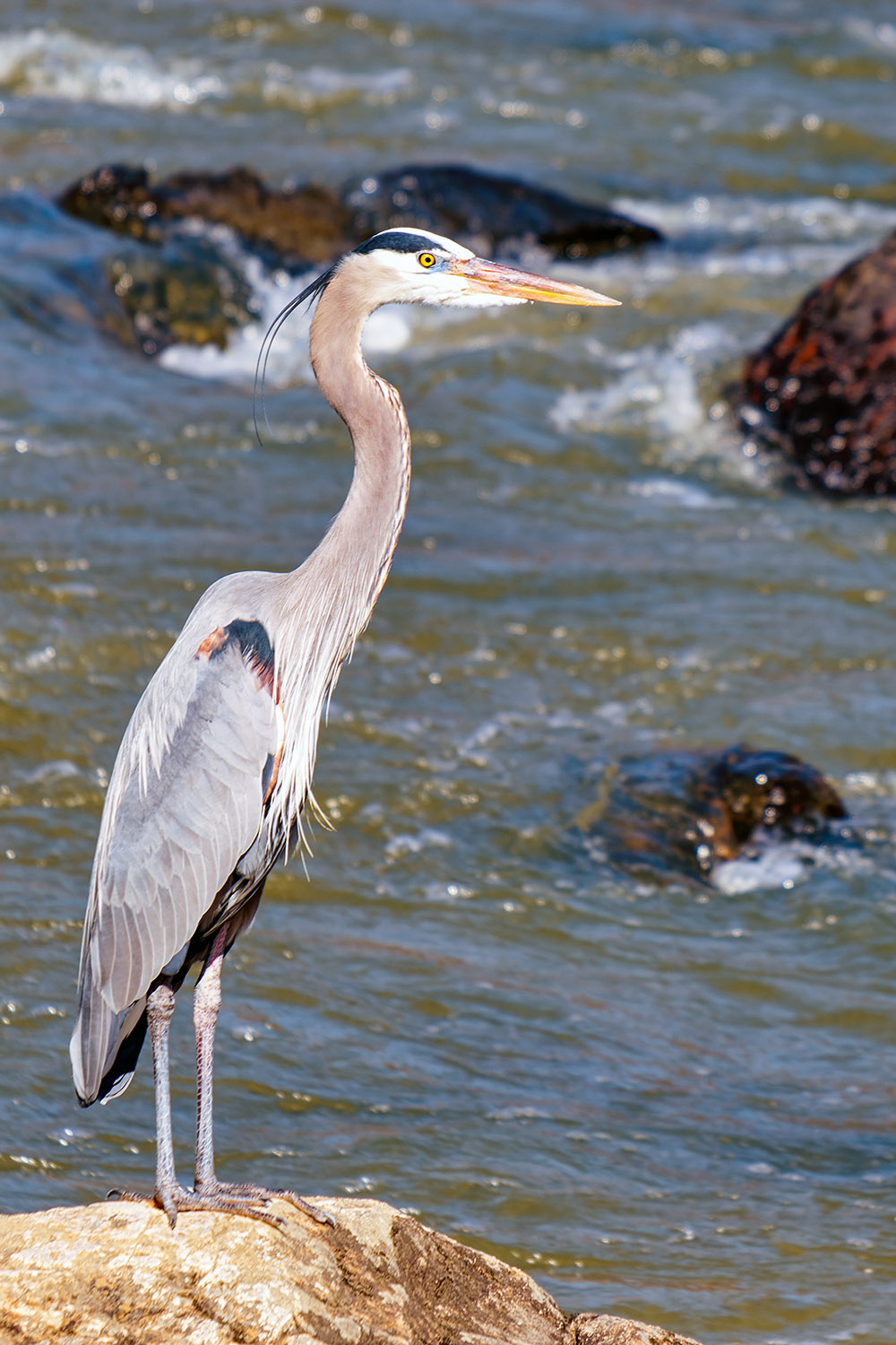 A Great Blue Heron surveying the river