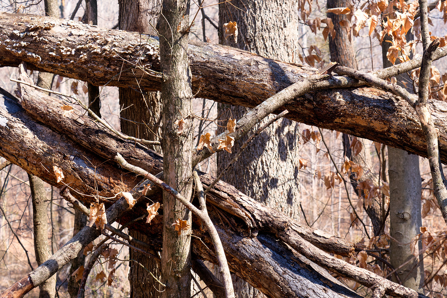 Wood textures