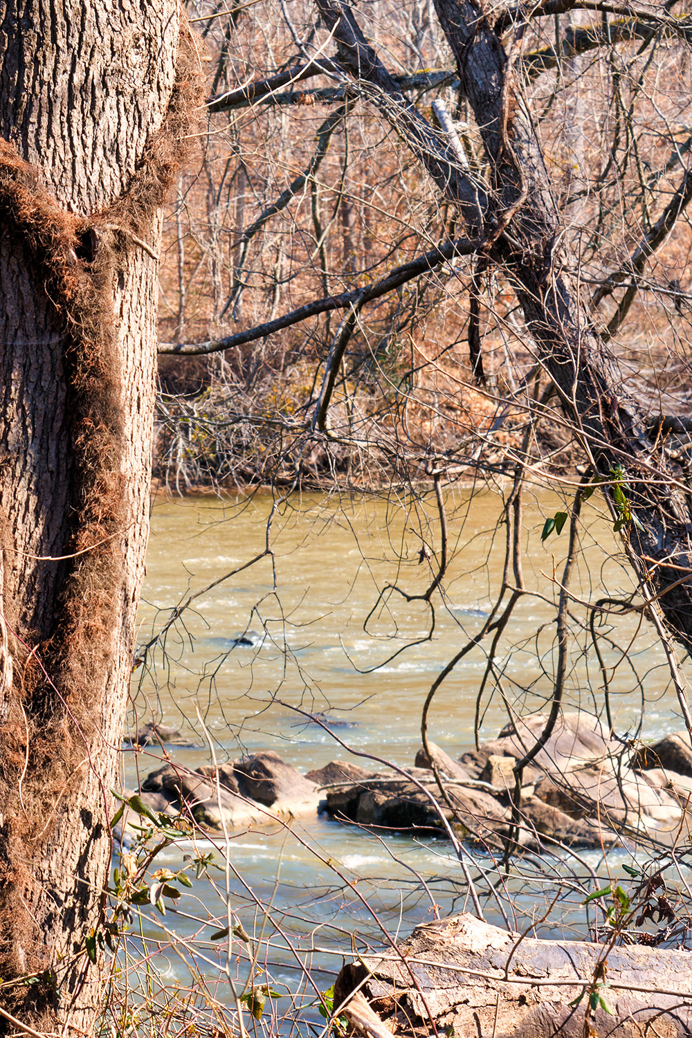 Continuing on the northern shore of the Saxapahaw Island Park