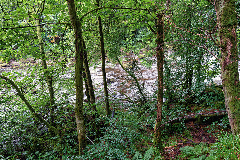 The River Braan through the trees