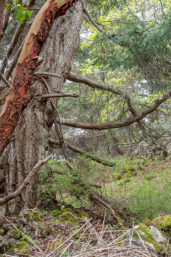 In Lime Kiln Point State Park