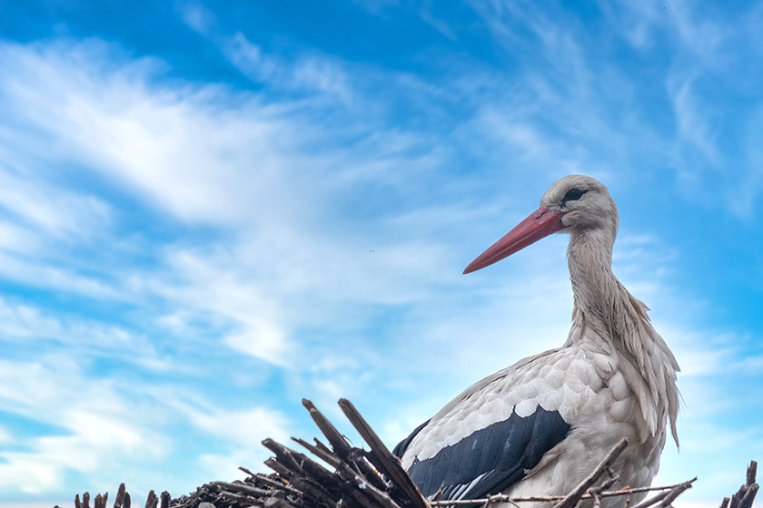 The stork is the symbol of Alsace