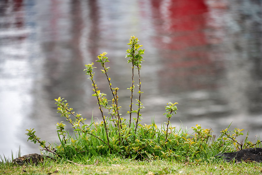 On the shore of False Creek