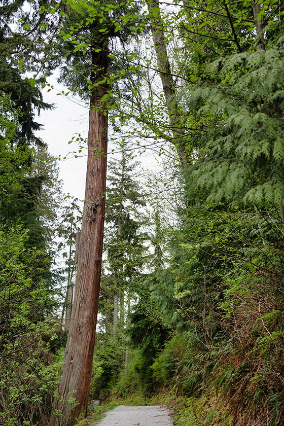 On Merilees Trail in Stanley Park