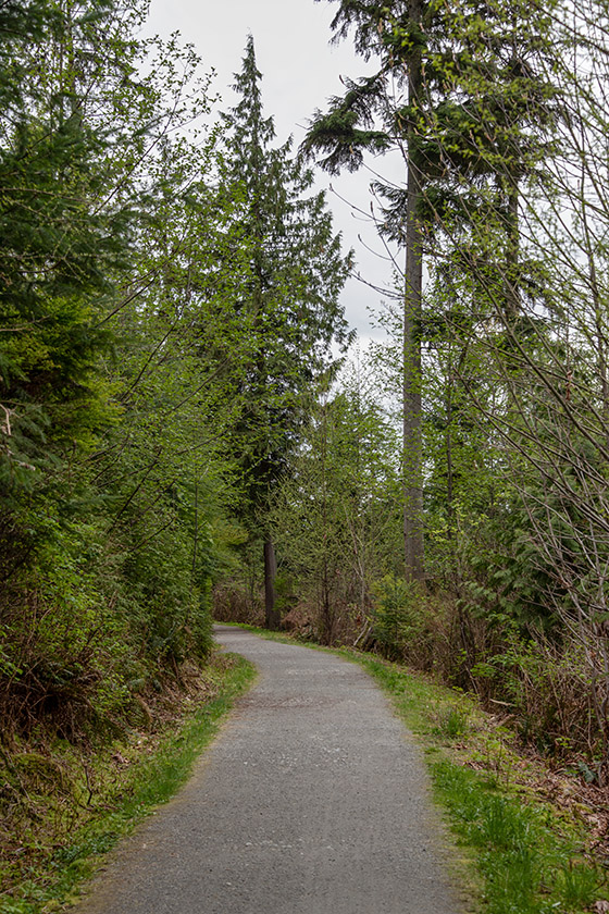 On Merilees Trail in Stanley Park