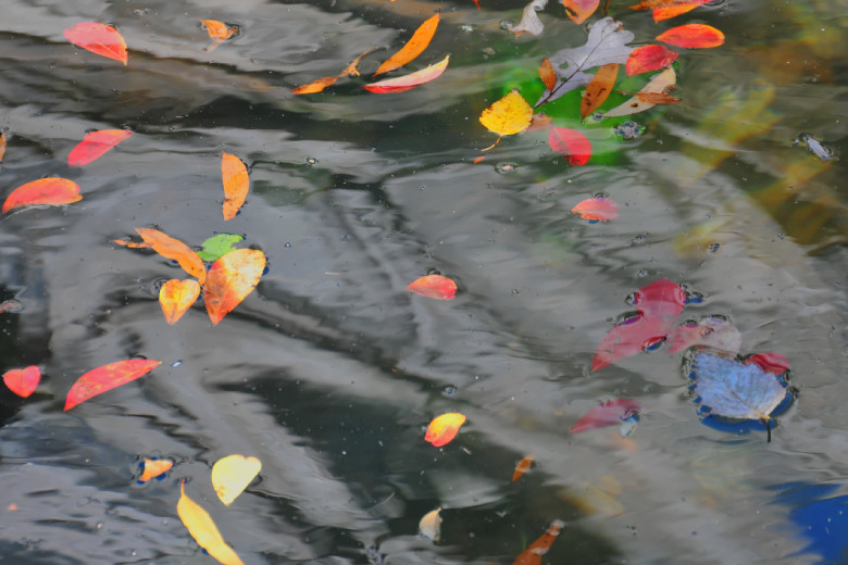 Fall leaves on the water