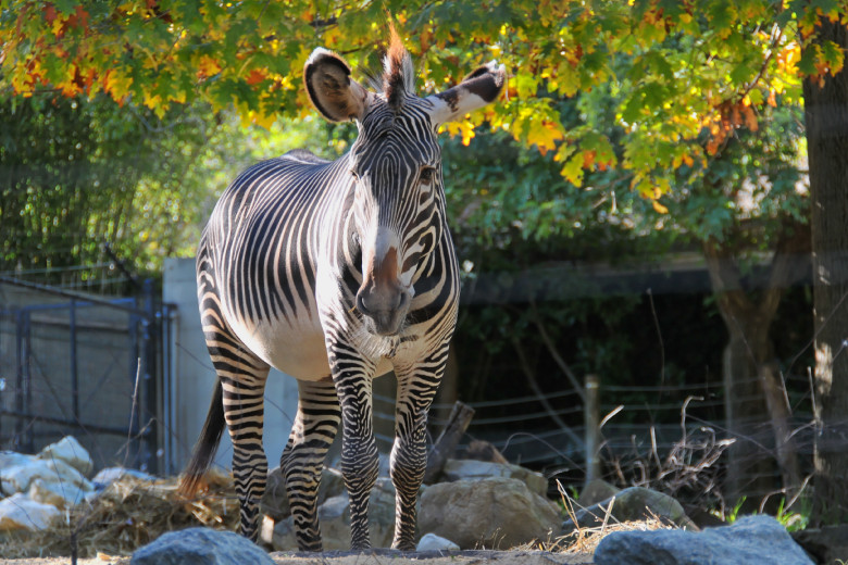 Zebra