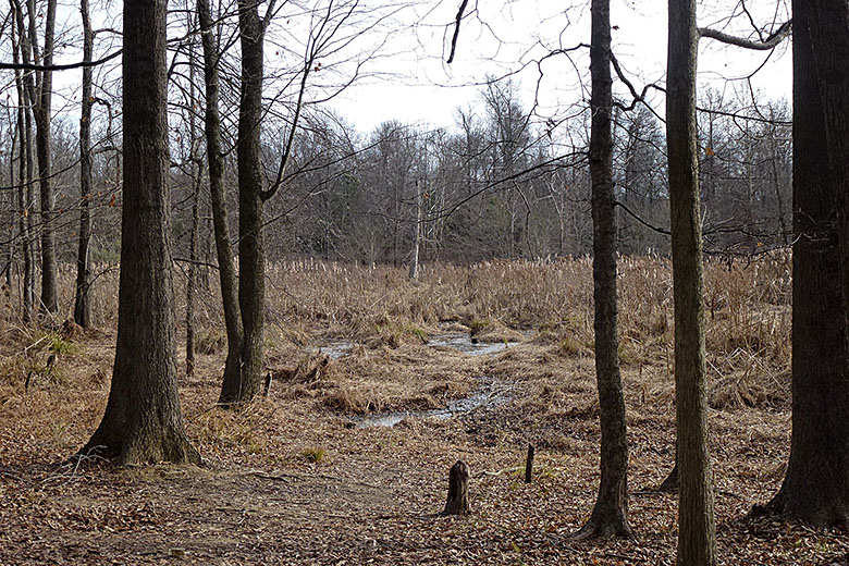 Marshland