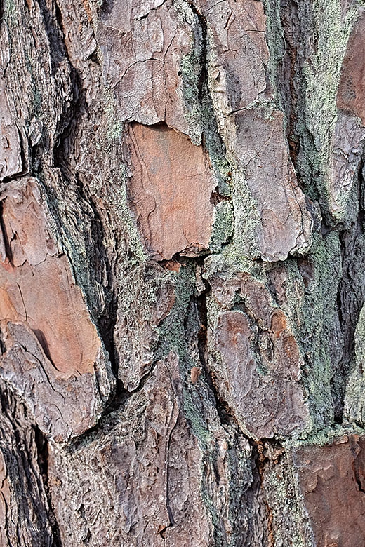 Bark