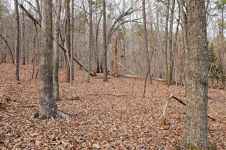 Winter woods